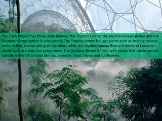 The Eden Project has three main biomes: the Tropical Biome, the Mediterranean Biome and the
Outdoor Biome (which is uncovered). The Tropical Biome houses plants such as fruiting banana
trees, coffee, rubber and giant bamboo, while the Mediterranean Biome is home to European
plants such as olives and grape vines. The Outdoor Biome is filled with plants that can be grown
outside in the UK climate like tea, lavender, hops, hemp and sunflowers.

 