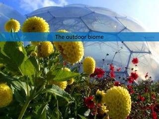 The outdoor biome

 