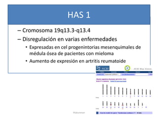 HAS 1
– Cromosoma 19q13.3-q13.4
– Disregulación en varias enfermedades
   • Expresadas en cel progenintorias mesenquimales de
     médula ósea de pacientes con mieloma
   • Aumento de expresión en artritis reumatoide




                        Hialuronan
 