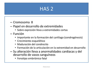 HAS 2

– Cromosoma 8
– Papel en desarrollo de extremidades
   • Sobre expresión lleva a extremidades cortas
– Función
   •   Importante en la formación del cartílago (condrogénesis)
   •   Crecimiento esquelético
   •   Maduración del condrocito
   •   Formación de la articulación en la extremidad en desarrollo
– Su alteración lleva a anormalidades cardiacas y del
  desarrollo de vasos sanguíneos
   • Fenotipo embriónico fatal

                             Hialuronan
 