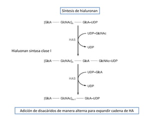 Síntesis de hialuronan




Hialuonan sintasa clase I




     Adición de disacáridos de manera alterna para expandir cadena de HA
 