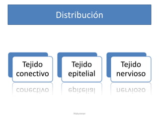 Distribución




  Tejido        Tejido        Tejido
conectivo      epitelial     nervioso



                Hialuronan
 
