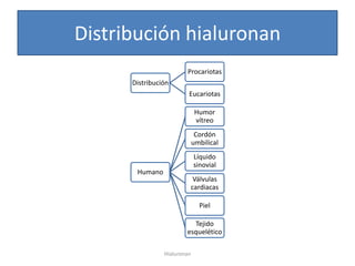 Distribución hialuronan
                        Procariotas
      Distribución
                         Eucariotas

                              Humor
                              vítreo
                              Cordón
                             umbilical
                             Líquido
                             sinovial
       Humano
                              Válvulas
                             cardiacas

                               Piel

                          Tejido
                        esquelético

                Hialuronan
 