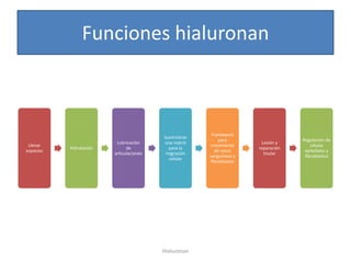 Funciones hialuronan



                                                         Framework
                                          Suministrar
                                                             para                    Regulación de
                          Lubricación     una matríz                     Lesión y
 Llenar                                                  crecimiento                     células
           Hidratación         de           para la                     reparación
espacios                                                   de vasos                   epiteliales y
                         articulaciones    migración                      tisular
                                                        sanguíneos y                  fibroblastos
                                            celular
                                                         fibroblastos




                                          Hialuronan
 