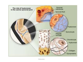 Hialuronan
 