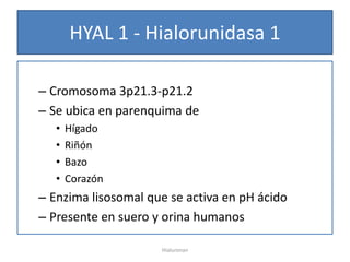 HYAL 1 - Hialorunidasa 1

– Cromosoma 3p21.3-p21.2
– Se ubica en parenquima de
   •   Hígado
   •   Riñón
   •   Bazo
   •   Corazón
– Enzima lisosomal que se activa en pH ácido
– Presente en suero y orina humanos

                     Hialuronan
 