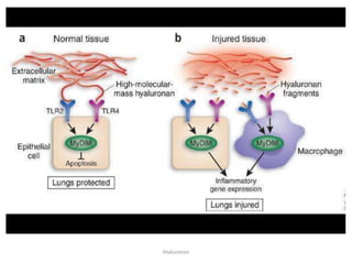 Hialuronan
 