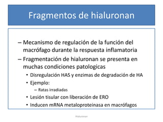 Fragmentos de hialuronan

– Mecanismo de regulación de la función del
  macrófago durante la respuesta inflamatoria
– Fragmentación de hialuronan se presenta en
  muchas condiciones patologicas
   • Disregulación HAS y enzimas de degradación de HA
   • Ejemplo:
      – Ratas irradiadas
   • Lesión tisular con liberación de ERO
   • Inducen mRNA metaloproteinasa en macrófagos
                           Hialuronan
 