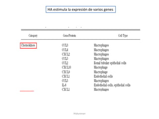 HA estimula la expresión de varios genes




               Hialuronan
 
