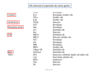 HA estimula la expresión de varios genes




               Hialuronan
 