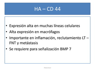 HA – CD 44

• Expresión alta en muchas líneas celulares
• Alta expresión en macrófagos
• Importante en inflamación, reclutamiento LT –
  FNT y metástasis
• Se requiere para señalización BMP 7



                     Hialuronan
 