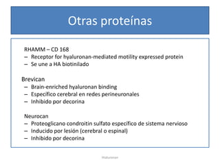 Otras proteínas
RHAMM – CD 168
– Receptor for hyaluronan-mediated motility expressed protein
– Se une a HA biotinilado

Brevican
– Brain-enriched hyaluronan binding
– Específico cerebral en redes perineuronales
– Inhibido por decorina

Neurocan
– Proteoglicano condroitin sulfato específico de sistema nervioso
– Inducido por lesión (cerebral o espinal)
– Inhibido por decorina


                              Hialuronan
 