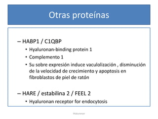 Otras proteínas

– HABP1 / C1QBP
   • Hyaluronan-binding protein 1
   • Complemento 1
   • Su sobre expresión induce vaculolización , disminución
     de la velocidad de crecimiento y apoptosis en
     fibroblastos de piel de ratón


– HARE / estabilina 2 / FEEL 2
   • Hyaluronan receptor for endocytosis

                         Hialuronan
 