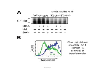 Menor actividad NF B




                           Células epiteliales de
                            ratón TLR 2- TLR 4-
                               expresan HA
                              disminuida en
                             superficie celular




Hialuronan
 