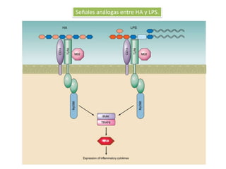 Señales análogas entre HA y LPS.




           Hialuronan
 