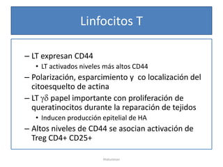 Linfocitos T

– LT expresan CD44
   • LT activados niveles más altos CD44
– Polarización, esparcimiento y co localización del
  citoesquelto de actina
– LT papel importante con proliferación de
  queratinocitos durante la reparación de tejidos
   • Inducen producción epitelial de HA
– Altos niveles de CD44 se asocian activación de
  Treg CD4+ CD25+

                         Hialuronan
 