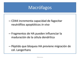 Macrófagos

– CD44 incrementa capacidad de fagocitar
  neutrófilos apoptóticos in vivo

– Fragmentos de HA pueden influenciar la
  maduración de la célula dendrítica

– Péptido que bloquea HA previene migración de
  cel. Langerhans

                     Hialuronan
 
