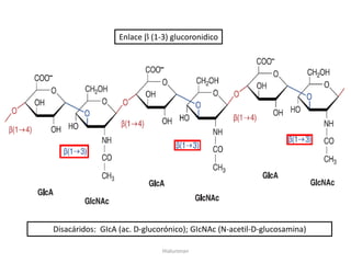 Enlace   (1-3) glucoronidico




Disacáridos: GIcA (ac. D-glucorónico); GIcNAc (N-acetil-D-glucosamina)

                              Hialuronan
 