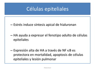 Células epiteliales

– Estrés induce síntesis apical de hialuronan

– HA ayuda a expresar el fenotipo adulto de células
  epiteliales

– Expresión alta de HA a través de NF B es
  protectora en mortalidad, apoptosis de células
  epiteliales y lesión pulmonar

                      Hialuronan
 