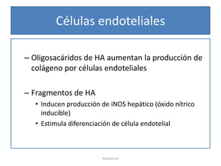 Células endoteliales

– Oligosacáridos de HA aumentan la producción de
  colágeno por células endoteliales

– Fragmentos de HA
  • Inducen producción de iNOS hepático (óxido nítrico
    inducible)
  • Estimula diferenciación de célula endotelial



                       Hialuronan
 