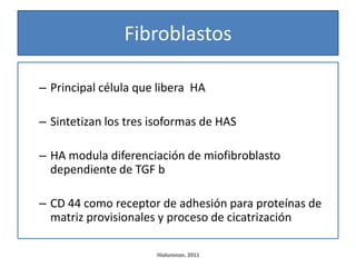 Fibroblastos

– Principal célula que libera HA

– Sintetizan los tres isoformas de HAS

– HA modula diferenciación de miofibroblasto
  dependiente de TGF b

– CD 44 como receptor de adhesión para proteínas de
  matriz provisionales y proceso de cicatrización

                      Hialuronan. 2011
 