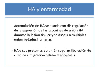HA y enfermedad

– Acumulación de HA se asocia con dis regulación
  de la expresión de las proteínas de unión HA
  durante la lesión tisular y se asocia a múltiples
  enfermedades humanas

– HA y sus proteínas de unión regulan liberación de
  citocinas, migración celular y apoptosis


                      Hialuronan
 