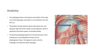 Anatomy
o The esophageal hiatus is formed by muscle fibers of the right
crus of the diaphragm, with little or no contribution from the
left crus.
o These fibers overlap inferiorly where they attach over and
along the right side of the median arcuate ligament, which is
attached to the lateral aspects of vertebral bodies.
o The phrenicoesophageal ligament is formed by fusion of the
endothoracic and endoabdominal fascia at the
diaphragmatic hiatus. This ligament inserts onto the
esophagus and holds the distal esophagus
 