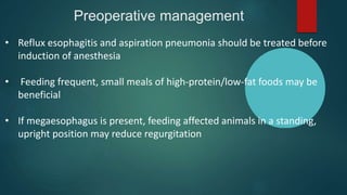 Preoperative management
• Reflux esophagitis and aspiration pneumonia should be treated before
induction of anesthesia
• Feeding frequent, small meals of high-protein/low-fat foods may be
beneficial
• If megaesophagus is present, feeding affected animals in a standing,
upright position may reduce regurgitation
 