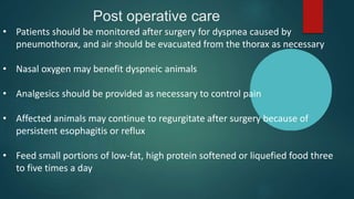 Post operative care
• Patients should be monitored after surgery for dyspnea caused by
pneumothorax, and air should be evacuated from the thorax as necessary
• Nasal oxygen may benefit dyspneic animals
• Analgesics should be provided as necessary to control pain
• Affected animals may continue to regurgitate after surgery because of
persistent esophagitis or reflux
• Feed small portions of low-fat, high protein softened or liquefied food three
to five times a day
 