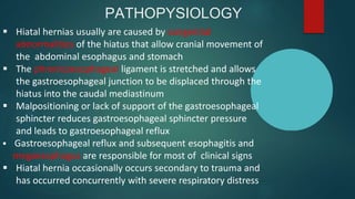 PATHOPYSIOLOGY
 Hiatal hernias usually are caused by congenital
abnormalities of the hiatus that allow cranial movement of
the abdominal esophagus and stomach
 The phrenicoesophageal ligament is stretched and allows
the gastroesophageal junction to be displaced through the
hiatus into the caudal mediastinum
 Malpositioning or lack of support of the gastroesophageal
sphincter reduces gastroesophageal sphincter pressure
and leads to gastroesophageal reflux
 Gastroesophageal reflux and subsequent esophagitis and
megaesophagus are responsible for most of clinical signs
 Hiatal hernia occasionally occurs secondary to trauma and
has occurred concurrently with severe respiratory distress
 