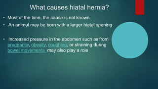 What causes hiatal hernia?
• Most of the time, the cause is not known
• An animal may be born with a larger hiatal opening
• Increased pressure in the abdomen such as from
pregnancy, obesity, coughing, or straining during
bowel movements may also play a role
 