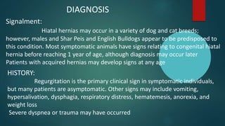 DIAGNOSIS
Signalment:
Hiatal hernias may occur in a variety of dog and cat breeds;
however, males and Shar Peis and English Bulldogs appear to be predisposed to
this condition. Most symptomatic animals have signs relating to congenital hiatal
hernia before reaching 1 year of age, although diagnosis may occur later
Patients with acquired hernias may develop signs at any age
HISTORY:
Regurgitation is the primary clinical sign in symptomatic individuals,
but many patients are asymptomatic. Other signs may include vomiting,
hypersalivation, dysphagia, respiratory distress, hematemesis, anorexia, and
weight loss
Severe dyspnea or trauma may have occurred
 