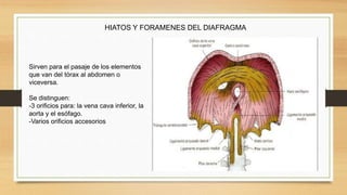 HIATOS Y FORAMENES DEL DIAFRAGMA
Sirven para el pasaje de los elementos
que van del tórax al abdomen o
viceversa.
Se distinguen:
-3 orificios para: la vena cava inferior, la
aorta y el esófago.
-Varios orificios accesorios
 