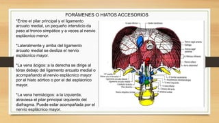 FORÁMENES O HIATOS ACCESORIOS
*Entre el pilar principal y el ligamento
arcuato medial, un pequeño intersticio da
paso al tronco simpático y a veces al nervio
esplácnico menor.
*Lateralmente y arriba del ligamento
arcuato medial se desliza el nervio
esplácnico mayor.
*La vena ácigos: a la derecha se dirige al
tórax debajo del ligamento arcuato medial o
acompañando al nervio esplácnico mayor
por el hiato aórtico o por el del esplácnico
mayor.
*La vena hemiácigos: a la izquierda,
atraviesa el pilar principal izquierdo del
diafragma. Puede estar acompañada por el
nervio esplácnico mayor.
 