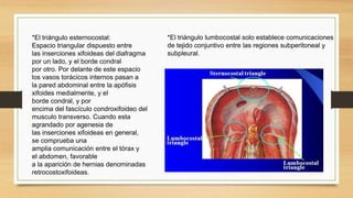 *El triángulo lumbocostal solo establece comunicaciones
de tejido conjuntivo entre las regiones subperitoneal y
subpleural.
*El triángulo esternocostal:
Espacio triangular dispuesto entre
las inserciones xifoideas del diafragma
por un lado, y el borde condral
por otro. Por delante de este espacio
los vasos torácicos internos pasan a
la pared abdominal entre la apófisis
xifoides medialmente, y el
borde condral, y por
encima del fascículo condroxifoideo del
musculo transverso. Cuando esta
agrandado por agenesia de
las inserciones xifoideas en general,
se comprueba una
amplia comunicación entre el tórax y
el abdomen, favorable
a la aparición de hernias denominadas
retrocostoxifoideas.
 