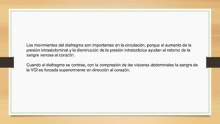Los movimientos del diafragma son importantes en la circulación, porque el aumento de la
presión intraabdominal y la disminución de la presión intratorácica ayudan al retorno de la
sangre venosa al corazón.
Cuando el diafragma se contrae, con la compresión de las vísceras abdominales la sangre de
la VCI es forzada superiormente en dirección al corazón.
 
