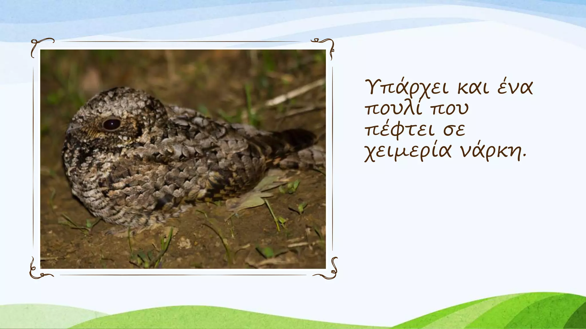 Υπάρχει και ένα
πουλί που
πέφτει σε
χειμερία νάρκη.
 