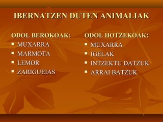 IBERNATZEN DUTEN ANIMALIAKIBERNATZEN DUTEN ANIMALIAK
ODOL BEROKOAK:ODOL BEROKOAK:
 MUXARRAMUXARRA
 MARMOTAMARMOTA
 LEMORLEMOR
 ZARIGUEIASZARIGUEIAS
ODOL HOTZEKOAKODOL HOTZEKOAK::
 MUXARRAMUXARRA
 IGELAKIGELAK
 INTZEKTU DATZUKINTZEKTU DATZUK
 ARRAI BATZUKARRAI BATZUK
 