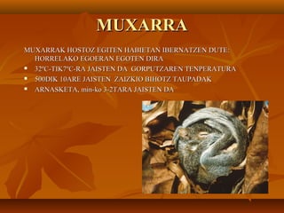 MUXARRAMUXARRA
MUXARRAK HOSTOZ EGITEN HABIETAN IBERNATZEN DUTE:MUXARRAK HOSTOZ EGITEN HABIETAN IBERNATZEN DUTE:
HORRELAKO EGOERAN EGOTEN DIRAHORRELAKO EGOERAN EGOTEN DIRA
 32ºC-TIK7ºC-RA JAISTEN DA GORPUTZAREN TENPERATURA32ºC-TIK7ºC-RA JAISTEN DA GORPUTZAREN TENPERATURA
 500DIK 10ARE JAISTEN ZAIZKIO BIHOTZ TAUPADAK500DIK 10ARE JAISTEN ZAIZKIO BIHOTZ TAUPADAK
 ARNASKETA, min-ko 3-2TARA JAISTEN DAARNASKETA, min-ko 3-2TARA JAISTEN DA
 