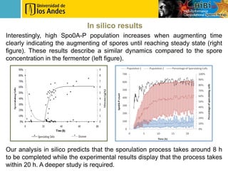 In silico results
Interestingly, high Spo0A-P population increases when augmenting time
clearly indicating the augmenting of spores until reaching steady state (right
figure). These results describe a similar dynamics compared to the spore
concentration in the fermentor (left figure).




Our analysis in silico predicts that the sporulation process takes around 8 h
to be completed while the experimental results display that the process takes
within 20 h. A deeper study is required.
 