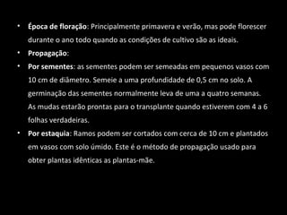 • Época de floração: Principalmente primavera e verão, mas pode florescer
durante o ano todo quando as condições de cultivo são as ideais.
• Propagação:
• Por sementes: as sementes podem ser semeadas em pequenos vasos com
10 cm de diâmetro. Semeie a uma profundidade de 0,5 cm no solo. A
germinação das sementes normalmente leva de uma a quatro semanas.
As mudas estarão prontas para o transplante quando estiverem com 4 a 6
folhas verdadeiras.
• Por estaquia: Ramos podem ser cortados com cerca de 10 cm e plantados
em vasos com solo úmido. Este é o método de propagação usado para
obter plantas idênticas as plantas-mãe.
 