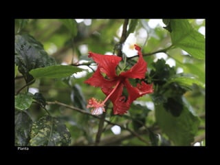 Planta
 