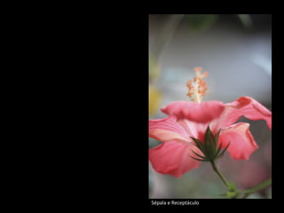 Sépala e Receptáculo
 