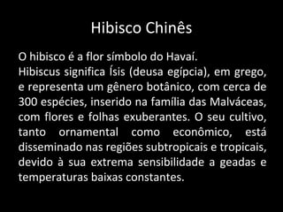 Hibisco Chinês
O hibisco é a flor símbolo do Havaí.
Hibiscus significa Ísis (deusa egípcia), em grego,
e representa um gênero botânico, com cerca de
300 espécies, inserido na família das Malváceas,
com flores e folhas exuberantes. O seu cultivo,
tanto ornamental como econômico, está
disseminado nas regiões subtropicais e tropicais,
devido à sua extrema sensibilidade a geadas e
temperaturas baixas constantes.
 