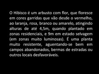 O Hibisco é um arbusto com flor, que floresce
em cores garridas que vão desde o vermelho,
ao laranja, rosa, branco ou amarelo, atingindo
alturas de até 4,5m, quando plantado em
zonas residenciais, e 9m em estado selvagem
(em zonas muito luminosas). É uma planta
muito resistente, aguentando-se bem em
campos abandonados, bermas de estradas ou
outros locais desfavoráveis.
 