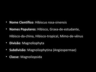 Dados Científicos
• Nome Científico: Hibiscus rosa-sinensis
• Nomes Populares: Hibisco, Graxa-de-estudante,
Hibisco-da-china, Hibisco-tropical, Mimo-de-vênus
• Divisão: Magnoliophyta
• Subdivisão: Magnoliophytina (Angiospermae)
• Classe: Magnoliopsida
 