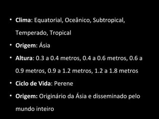 • Clima: Equatorial, Oceânico, Subtropical,
Temperado, Tropical
• Origem: Ásia
• Altura: 0.3 a 0.4 metros, 0.4 a 0.6 metros, 0.6 a
0.9 metros, 0.9 a 1.2 metros, 1.2 a 1.8 metros
• Ciclo de Vida: Perene
• Origem: Originário da Ásia e disseminado pelo
mundo inteiro
 