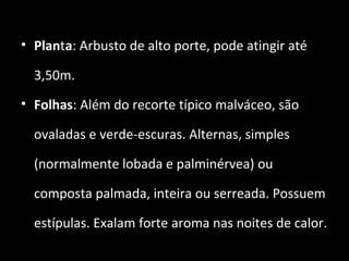 • Planta: Arbusto de alto porte, pode atingir até
3,50m.
• Folhas: Além do recorte típico malváceo, são
ovaladas e verde-escuras. Alternas, simples
(normalmente lobada e palminérvea) ou
composta palmada, inteira ou serreada. Possuem
estípulas. Exalam forte aroma nas noites de calor.
 