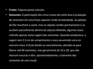 • Frutos: Cápsula penta-valvular.
• Sementes: A polinização dos cinco ramos do estilo leva à produção
de sementes em uma fruta capsular verde arredondada. As pétalas
da flor murcham e caem, mas as sépalas verdes permanecem e se
ocultam parcialmente dentro da cápsula dilatada, algumas vezes
referida apenas como vagem das sementes. Quando amadurece, a
vagem tem 2,5 cm de comprimento e seca assumindo uma cor
marrom-clara. A fruta divide-se naturalmente, abrindo-se para
liberar até 60 sementes, mas geralmente de 10 a 20, que são
marrom-escuras e têm, aproximadamente, o tamanho das
sementes de uma maçã.
 