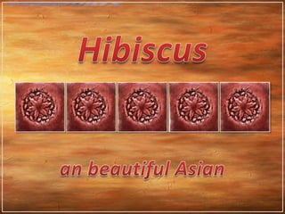 Hibiscus an beautiful Asian 